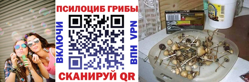 Псилоцибиновые грибы Psilocybe Мамадыш